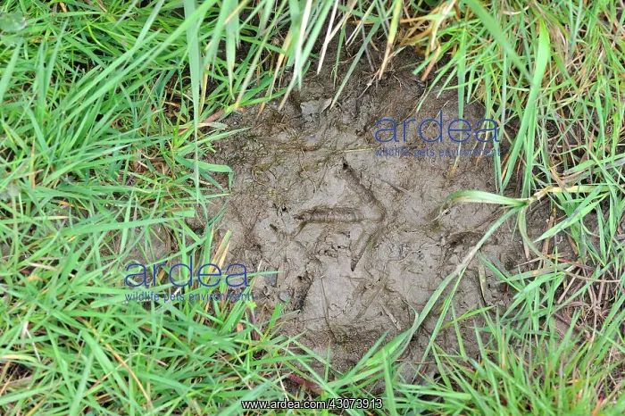  : Pheasant footprint in the mud in a meadow, Menestreau-en-Vil