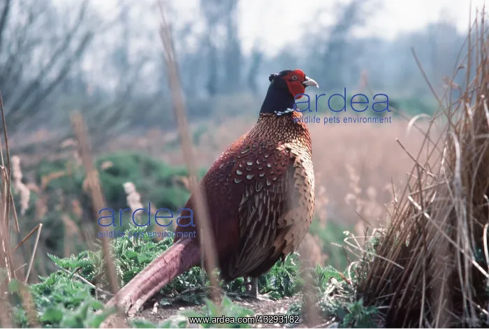 : PHEASANT - on ground : PHEASANT - on ground
