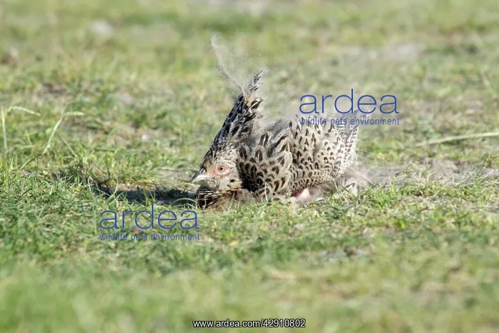 : Pheasant - hen taking a dust bath : Pheasant - hen taking a dust bath