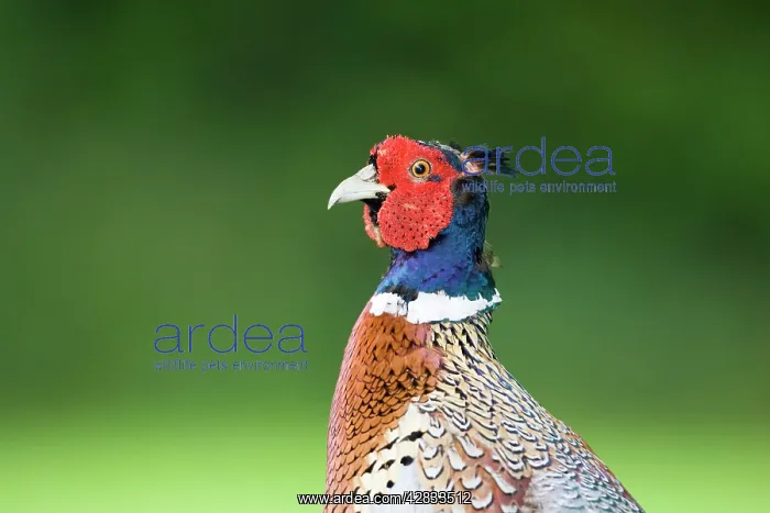 : Pheasant Male : Pheasant Male