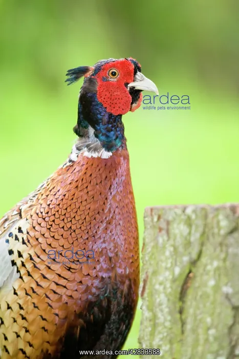 : Pheasant Male : Pheasant Male