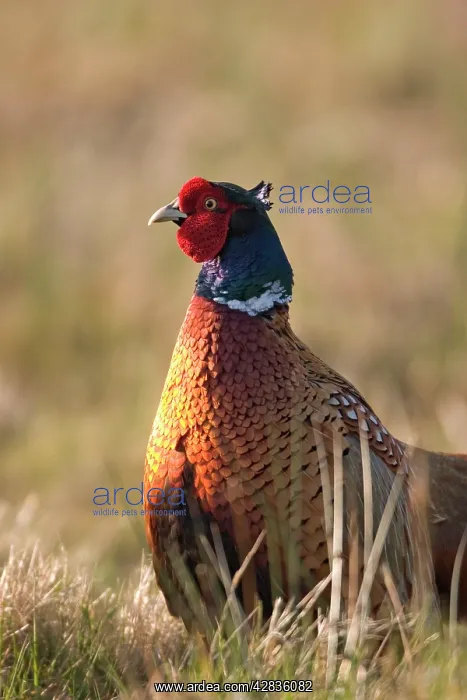 : Pheasant - Male : Pheasant - Male