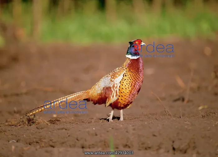 : PHEASANT - MALE