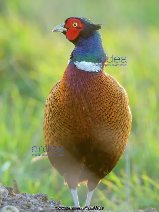 : Pheasant - Male : Pheasant - Male