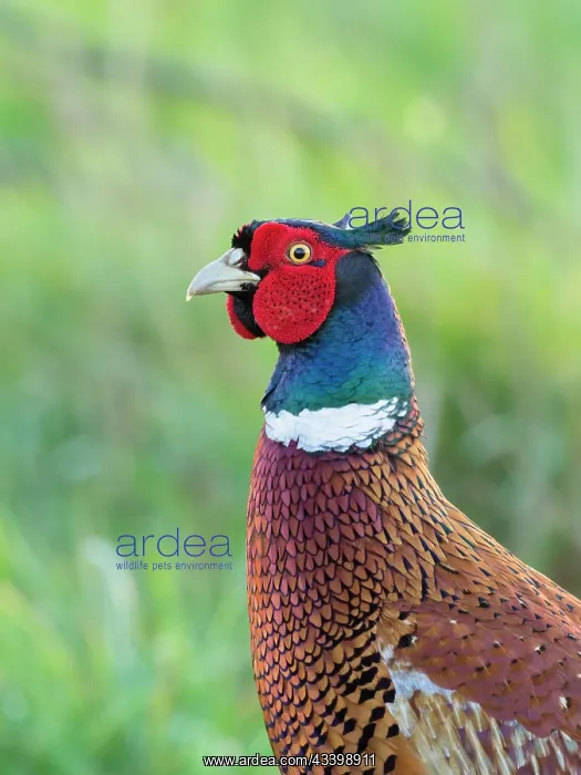 : Pheasant - Male : Pheasant - Male
