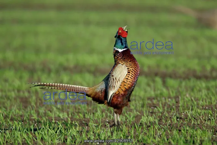 : Pheasant - male / cock crowing in breeding season : Pheasant - male / cock crowing in breeding season