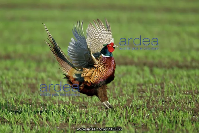 : Pheasant - male / cock crowing and flapping wings : Pheasant - male / cock crowing and flapping wings