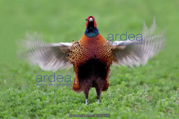 : Pheasant - male / cock crowing and flapping wings : Pheasant - male / cock crowing and flapping wings