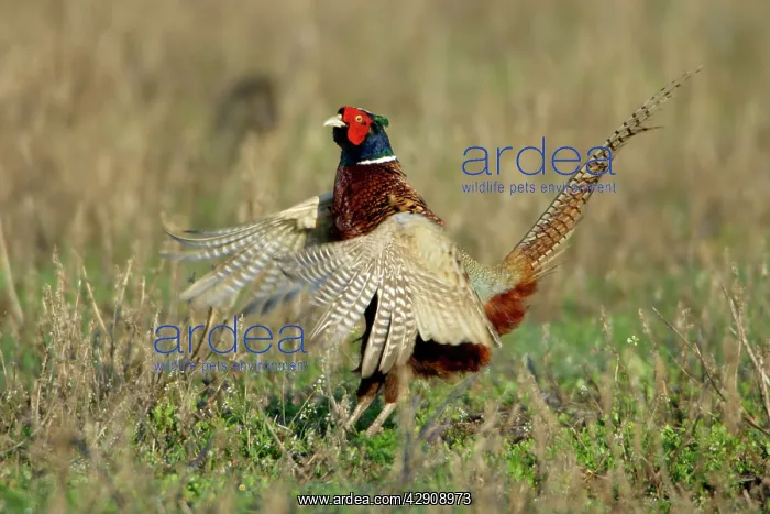 : Pheasant - male / cock crowing and flapping wings : Pheasant - male / cock crowing and flapping wings