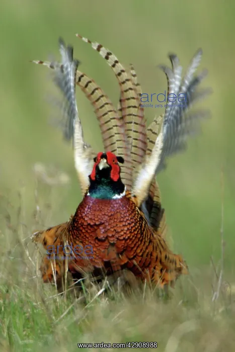 : Pheasant - male / cock crowing and flapping wings : Pheasant - male / cock crowing and flapping wings