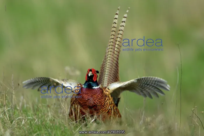 : Pheasant - male / cock crowing and flapping wings : Pheasant - male / cock crowing and flapping wings