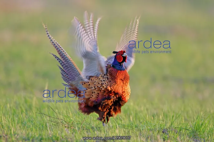 : Pheasant - male / cock crowing and flapping wings : Pheasant - male / cock crowing and flapping wings