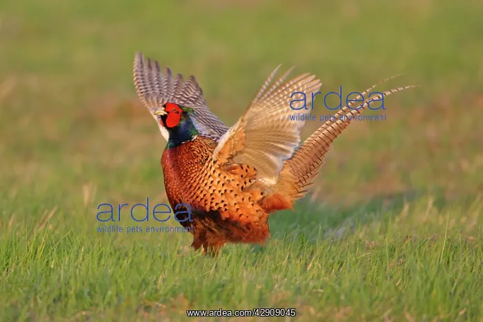 : Pheasant - male / cock crowing and flapping wings : Pheasant - male / cock crowing and flapping wings