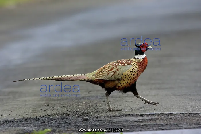  : Pheasant - male crossing road