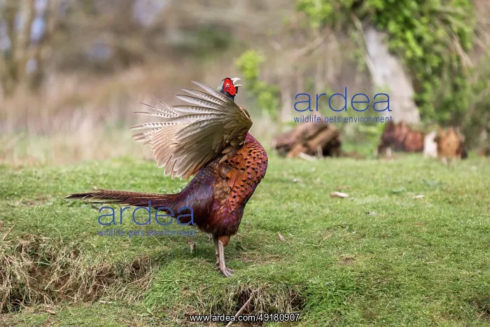  : Pheasant - Male - Displaying - UK