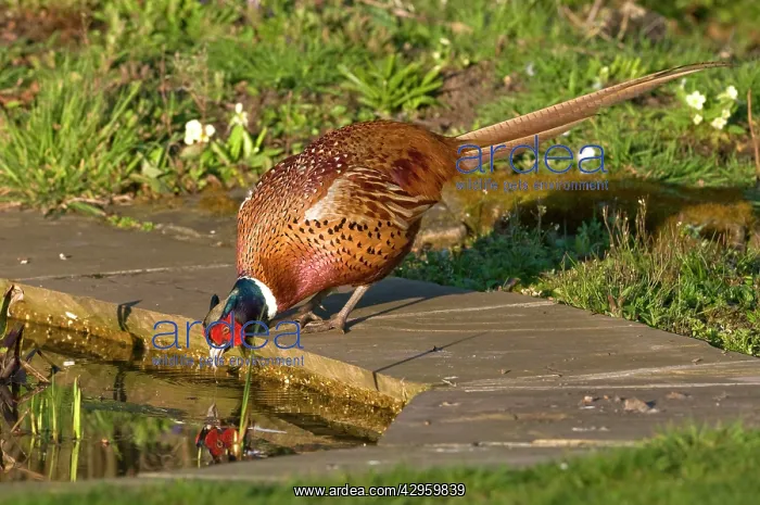 : Pheasant - male drinking at garden pond : Pheasant - male drinking at garden pond