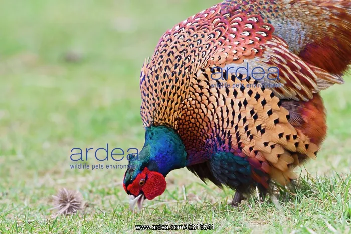  : Pheasant - male feeding in meadow