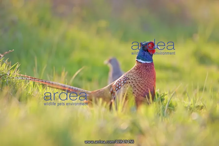: Pheasant - Male and Female : Pheasant - Male and Female