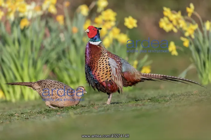 : Pheasant - Male and Female - UK : Pheasant - Male and Female - UK