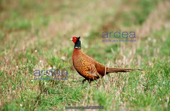 : PHEASANT - male in field : PHEASANT - male in field