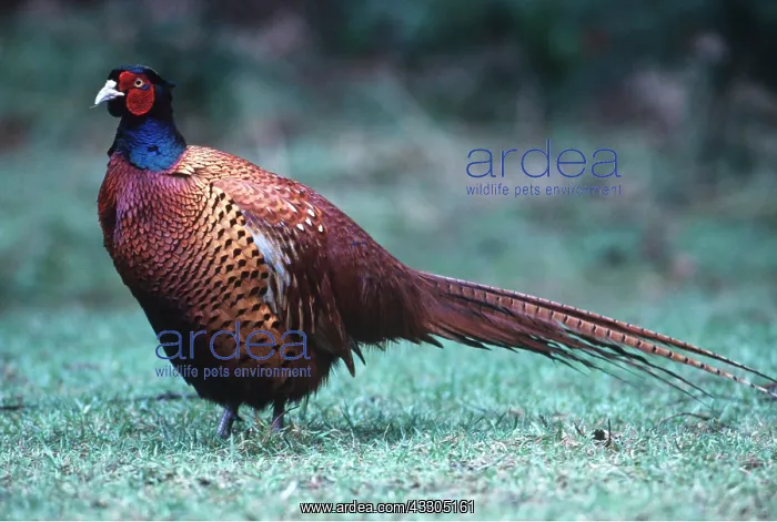 : PHEASANT - male on grass : PHEASANT - male on grass