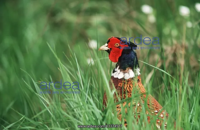 : PHEASANT - male, in grass, close-up of head : PHEASANT - male, in grass, close-up of head