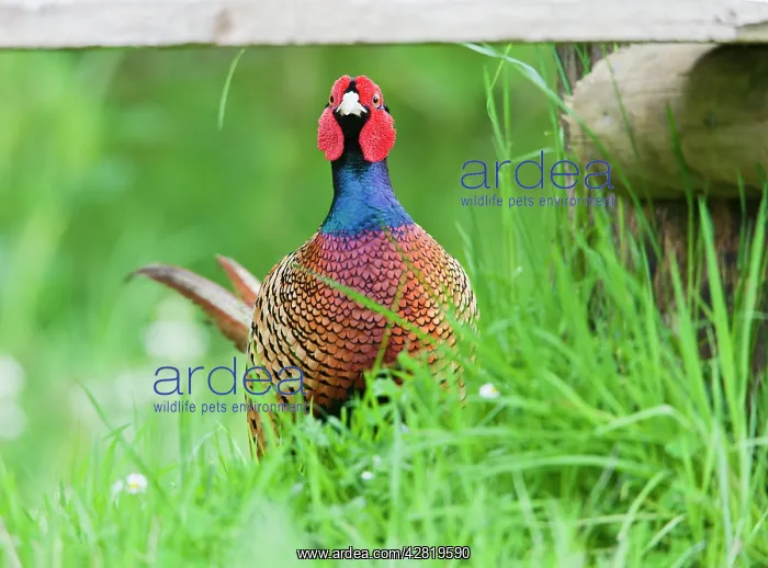 : Pheasant - male in meadow : Pheasant - male in meadow