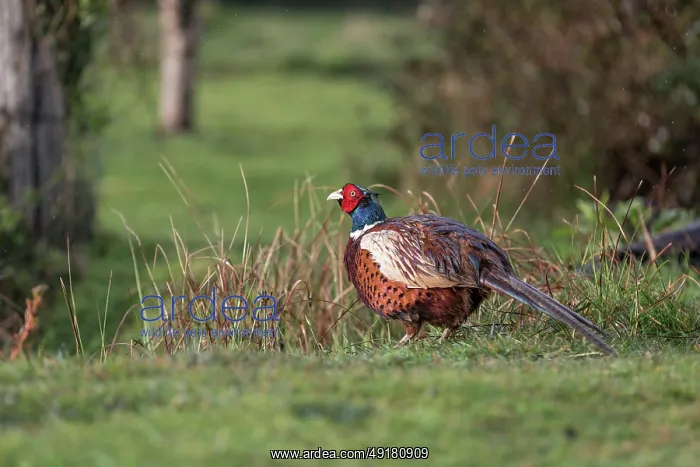  : Pheasant - Male - In Rain - UK