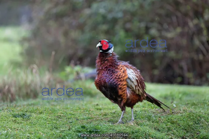: Pheasant - Male - Ruffling Feathers - UK : Pheasant - Male - Ruffling Feathers - UK