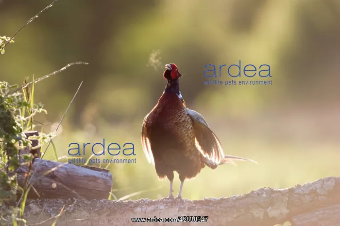 : Pheasant - male showing breath after display call : Pheasant - male showing breath after display call
