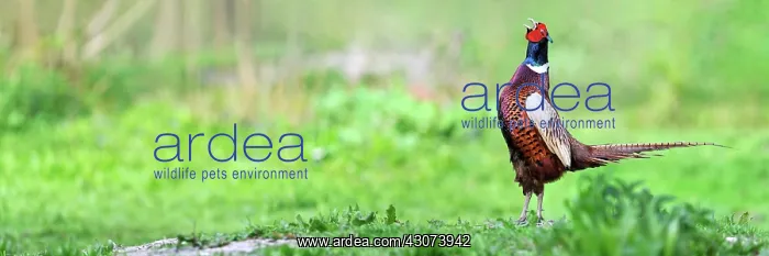 : Pheasant male singing on a abuts land in a meadow : Pheasant male singing on a abuts land in a meadow