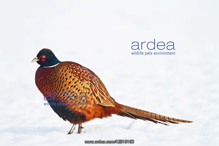 : Pheasant - male in snow : Pheasant - male in snow