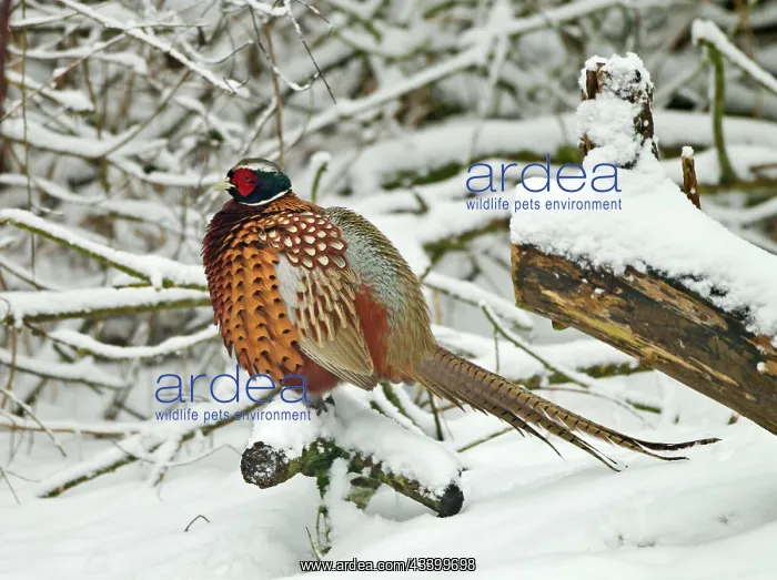 : Pheasant - male in the snow - February : Pheasant - male in the snow - February