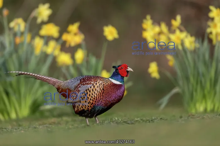 : Pheasant - Male - UK : Pheasant - Male - UK