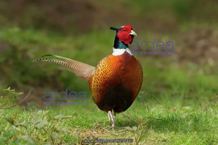 : Pheasant - male walking along woodland trail - April : Pheasant - male walking along woodland trail - April