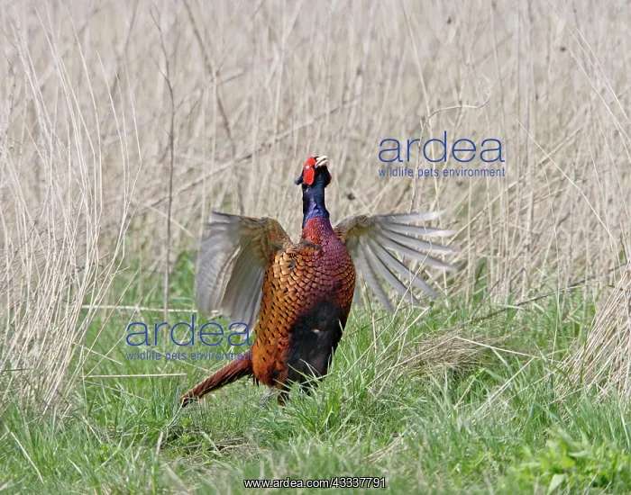 : Pheasant - male wing flap displaying : Pheasant - male wing flap displaying