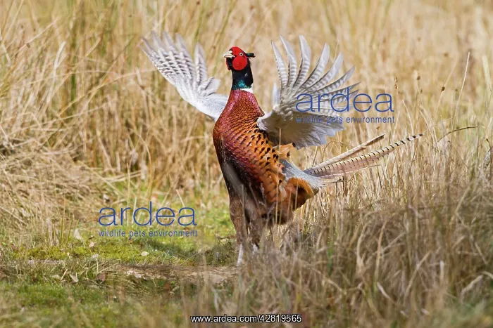 : Pheasant - male wing flapping display in meadow : Pheasant - male wing flapping display in meadow