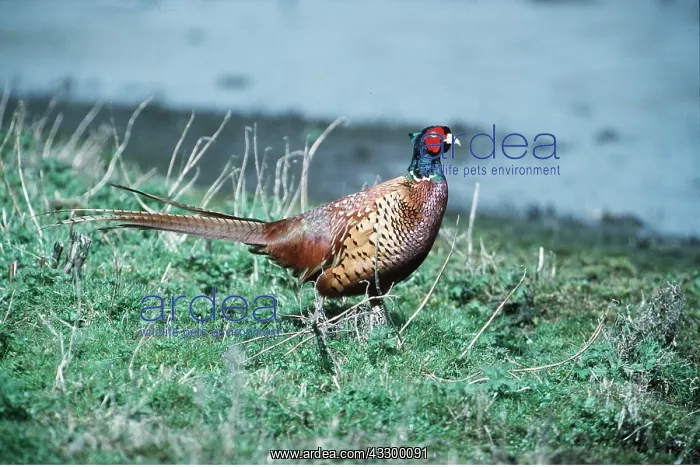 : PHEASANT - near water : PHEASANT - near water