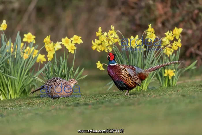 : Pheasant Pair - UK : Pheasant Pair - UK