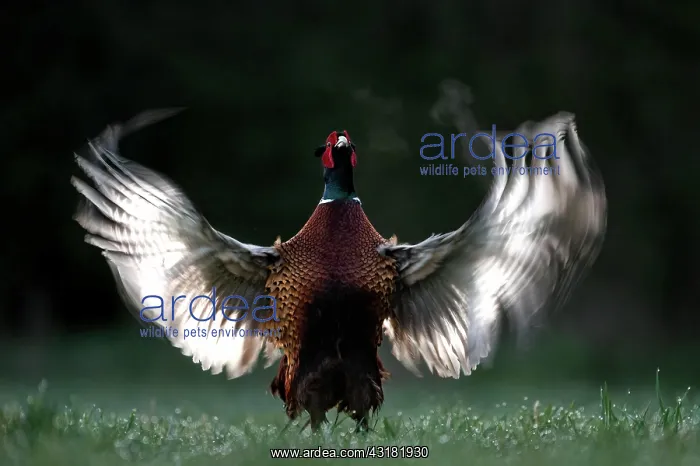  : Pheasant (Phasianus colchicus), mating male in backlight