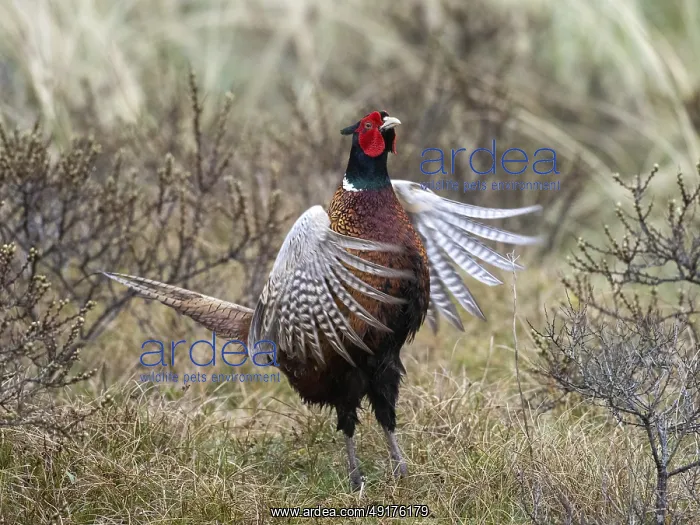  : Pheasant (Phasianus colchicus) adult male or cock