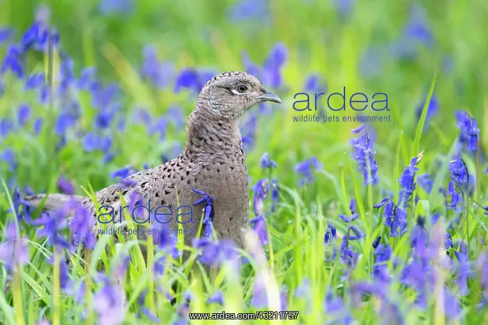 : Pheasant (Phasianus colchicus) amongts bluebell : Pheasant (Phasianus colchicus) amongts bluebell