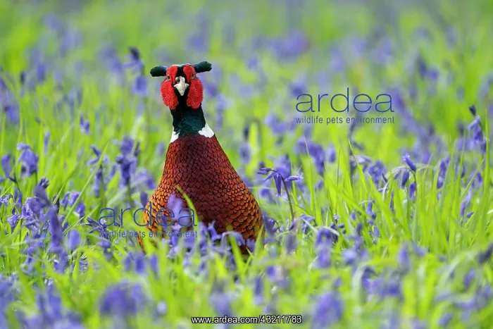 : Pheasant (Phasianus colchicus) amongts bluebell : Pheasant (Phasianus colchicus) amongts bluebell