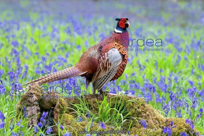 : Pheasant (Phasianus colchicus) amongts bluebell : Pheasant (Phasianus colchicus) amongts bluebell