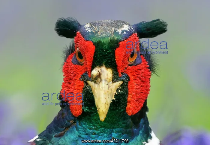 : Pheasant (Phasianus colchicus) head details, England : Pheasant (Phasianus colchicus) head details, England