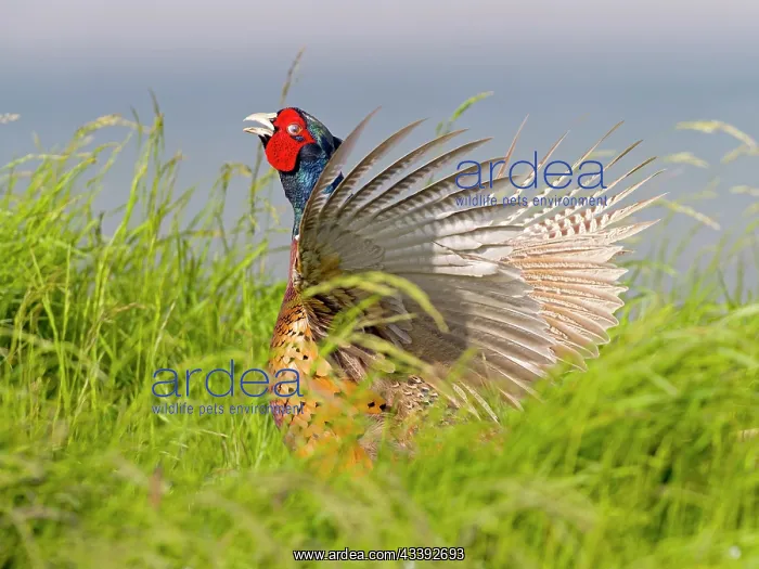: Pheasant (Phasianus colchicus) or hunting pheasant : Pheasant (Phasianus colchicus) or hunting pheasant