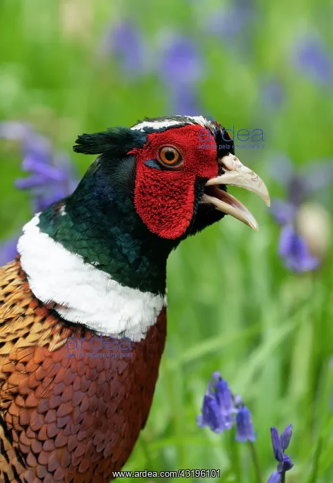: pheasant (Phasianus colchicus) Male calling, England : pheasant (Phasianus colchicus) Male calling, England