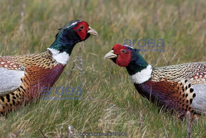 : Pheasant (Phasianus colchicus) Male displaying to : Pheasant (Phasianus colchicus) Male displaying to