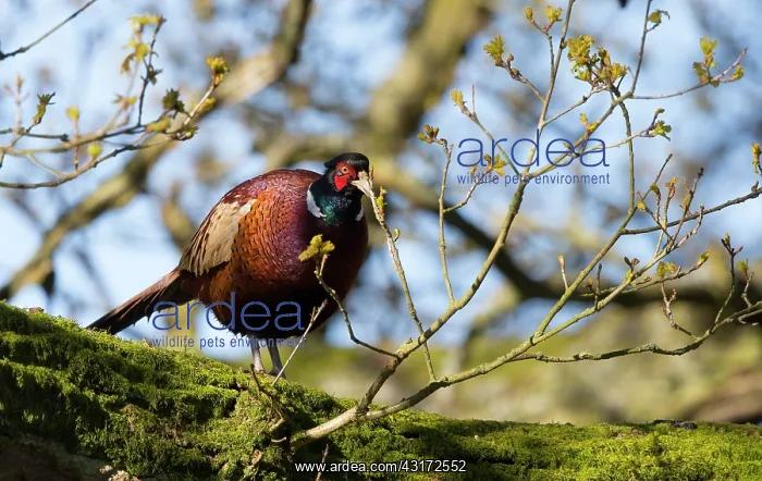 : Pheasant (Phasianus colchicus) Male eating oak bud : Pheasant (Phasianus colchicus) Male eating oak bud