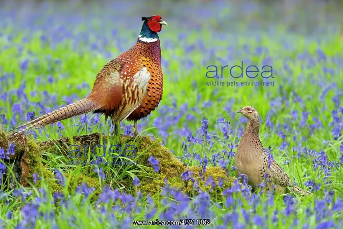 : Pheasant (Phasianus colchicus) pair amongts bluebell : Pheasant (Phasianus colchicus) pair amongts bluebell